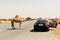 Two one-humped Arab camels crossing the road next to a parked car, Dubai United Arab Emirates