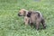 Two one month old puppies roam around the lawn. Young litter mates exploring the outdoor environment