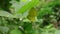 Two One spot grass yellow butterflies mating under a wild leaf