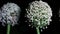 Two onion Allium Cepa flower at night