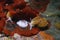 Two opalescent nudibranchs crawl Watersipora subtorquata  a red invasive bryozoan at Monterey Bay National Marine Sanctuary.