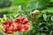 Two opened pomegranate fruits on pomegranate tree background