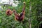 Two orang utan monkey apes on ropes with bananas at nature reserve Kuching Sarawak Malaysia