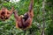 Two orang utan monkey apes on ropes with bananas at nature reserve Kuching Sarawak Malaysia