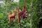 Two orang utan monkey apes on ropes with bananas at nature reserve Kuching Sarawak Malaysia