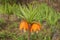 Two orange bellflower flowers imperial grouse on a stem