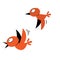 Two orange birds flying