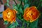 Two orange buttercups