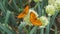 Two orange butterflies with black spots on spherical inflorescence 1