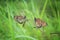 Two Orange Butterfly Acraea terpsicore