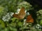 Two orange butterfly `field mother of pearl` sits on a white flower on a green background