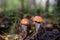 Two orange-cup mushrooms in the autumn forest on a sunny day.