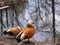 Two orange ducks in early spring