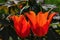Two Orange Emperor hybrid tulip flowers, also called Fosteriana tulips, in full blossom