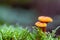 Two orange false chanterelle mushrooms found in the Belgium Ardennes and Eifel