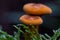 Two orange false chanterelle mushrooms found in the Belgium Ardennes and Eifel