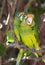 Two Orange Fronted Parakeets