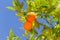 Two orange fruit on the tree.