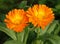 two orange gerbera daisy pictures