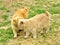 Two orange ginger tabby American bobtail manx cats loving each other