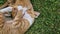 Two orange kittens playing together outdoors on the grass. Funny and playful ginger cats fighting games, biting and hugging