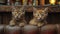 Two orange kittens are sitting on a leather couch