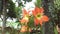 Two orange lilies or amarillies flower blooming on the plant, low angle view