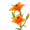 Two orange lillies