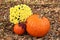 Two Orange Pumpkins and Yellow Chrysanthemums in Autumn Leaves