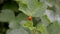Two orange and red ladybugs mate and crawl on currant leaf in the wind