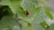 Two orange and red ladybugs mate and crawl on a currant leaf in wind, top view