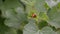 Two orange and red ladybugs mate and sit on leaf of currants in the wind