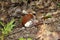 Two orange slugs eat mushroom in summer forest