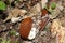 Two orange slugs eat mushroom in summer forest