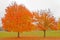 Two orange sugar maple trees in Autumn color