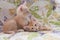 Two Orange tabby kittens laying on a quilt