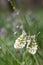 Two Orange Tip butterflies, Anthocharis cardamines, mating