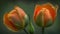 two orange tulips with green stems in the foreground and a green background in the back ground, with a dark green background