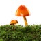 Two orange and yellow mushrooms on wet and humid green mossy forest floor. Isolated on white