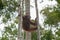 Two orangutan hanging between two trees on his strong paws in the jungles of Indonesia