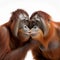 Two orangutan monkeys male and female kiss, love, close-up on a white background,