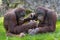 Two orangutan sitting