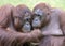 Two orangutans pongo pygmaeus love each other. Apelheul in the Netherlands.