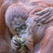Two orangutans pongo pygmaeus love each other. Apelheul in the Netherlands.