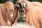 Two Orangutans Touch Each Other on the Face