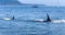 Two Orca whales close to the camera near Vancouver island.