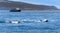 Two Orca whales near Vancouver Island, Canada.