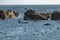 Two Orca Whales searching shallow rock pools