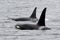 Two Orca Whales Surfacing