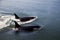 Two Orcas Swimming